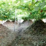Cách trồng sắn dây