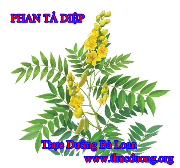 Phan tả diệp