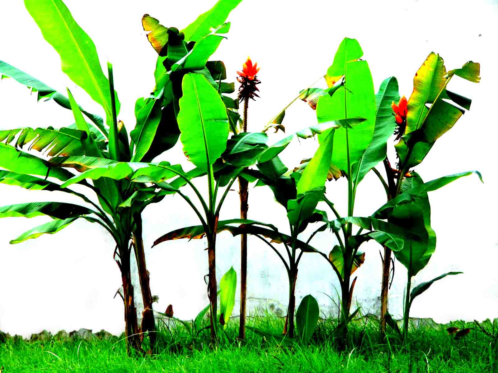 Cây chuối hột rừng