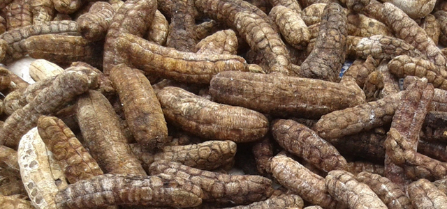Chuối hột rừng phơi khô