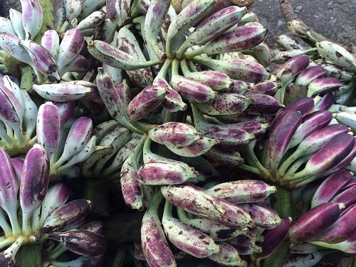 Quả chuối hột rừng