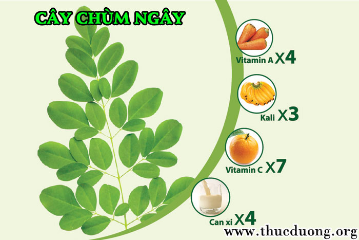 Cây chùm ngây