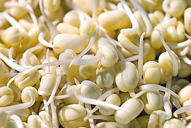 Mầm đậu nành sau 3 đến 4 ngày