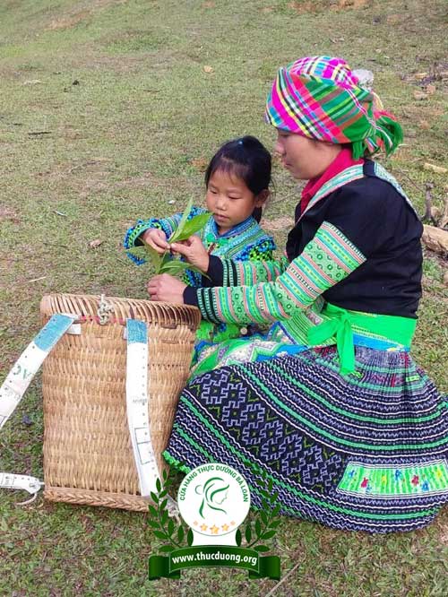 Hai mẹ con ngồi nghỉ khi hái trà già