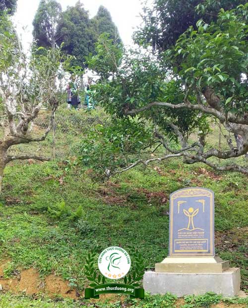 Cây chè cổ thụ là di sản của đất nước ta