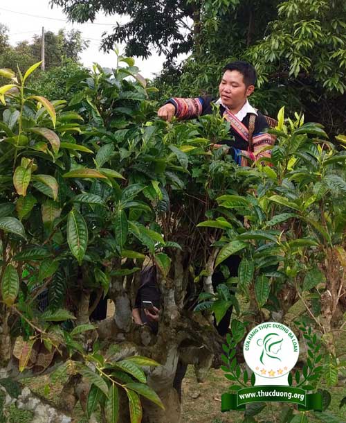 Hái trà bancha trên ngọn cây cổ thụ