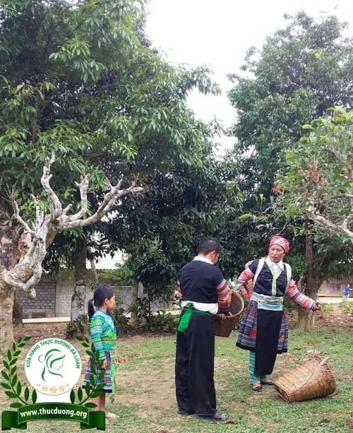 Chuẩn bị đi hái trà già