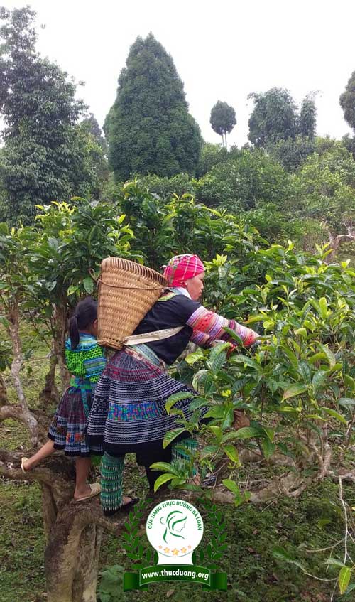 Hai mẹ con đi hái trà già